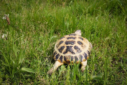 リクガメのおしりプリプリ、草の上をよちよち歩く
