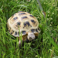 緑の草地を歩くロシアリクガメの散歩。ゆっくり進む様子の写真