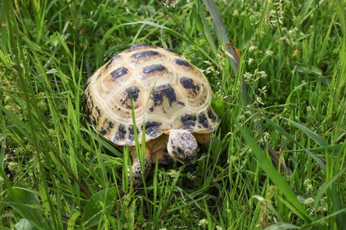 緑の草地を歩くロシアリクガメの散歩。ゆっくり進む様子