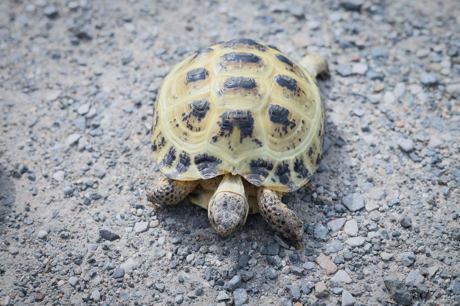 砂利の上を歩くリクガメ。黄色と黒の甲羅が特徴で、足を踏み出して前に進んでいる
