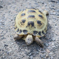 砂利の上をよちよち散歩するロシアリクガメの写真