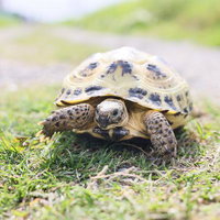 草の上をよちよち歩くリクガメの甲羅と歩く姿の写真