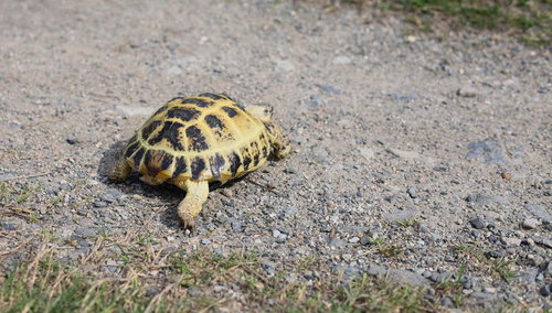 砂利道をよちよち歩く小さなロシアリクガメ