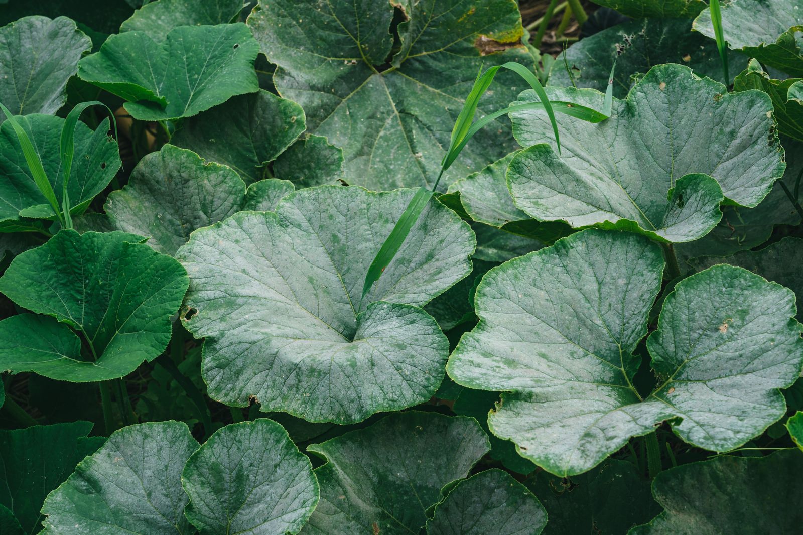 畑に茂る緑色の大きな葉が重なり合っている様子