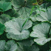 畑に生えた葉と雑草が混在する様子の写真