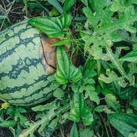 畑に放置された割れたスイカと悲しみ、農業の現実の写真