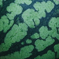 濃緑と明るい緑の縞模様が入ったスイカの表面の写真