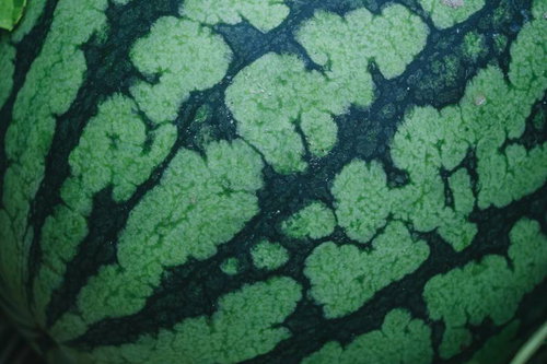 濃緑と明るい緑の縞模様が入ったスイカの表面