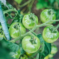 畑で房状に育つ青いトマトの成長段階を記録した野菜栽培の写真