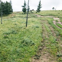 森へと続くタイヤ跡が残る広大な草原の風景の写真
