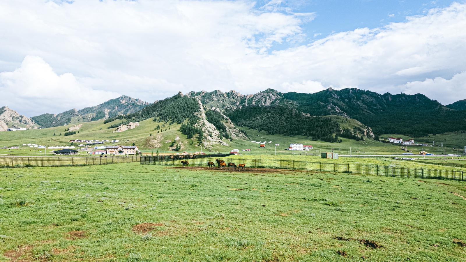 モンゴルの草原で複数の馬が食事をしている牧場の風景
