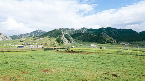 モンゴルの草原で草を食む馬たち