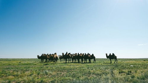 モンゴルの広大な草原とラクダの群れ