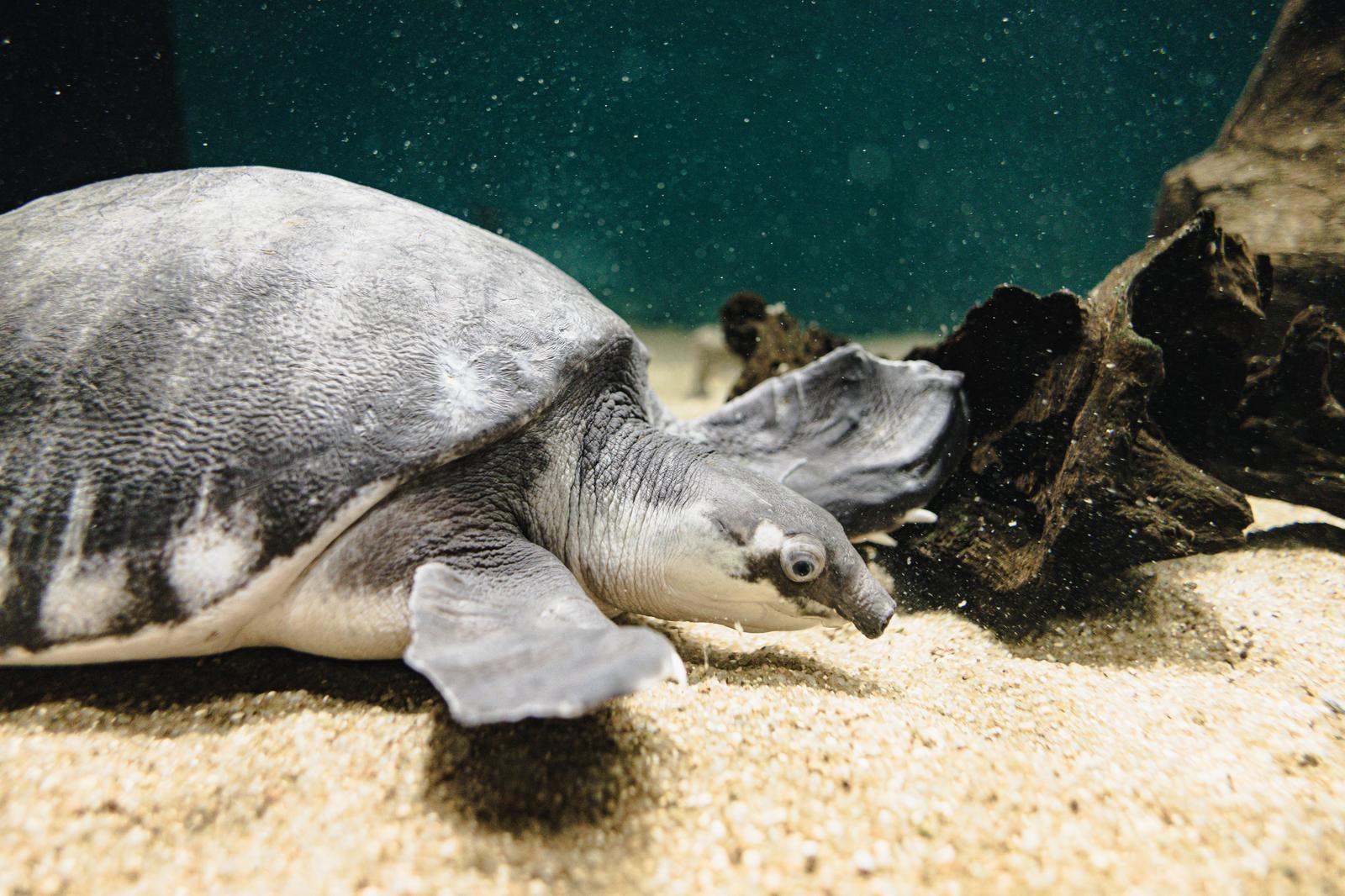 水族館の水槽内で砂地を歩くスッポンの横顔と甲羅