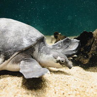 水族館を泳ぐスッポン、砂地と岩がある水底での生態の写真