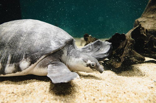水族館を泳ぐスッポン、砂地と岩がある水底での生態