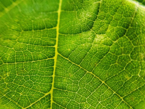 Close-up of Green Leaf with Spreading Leaf Veins