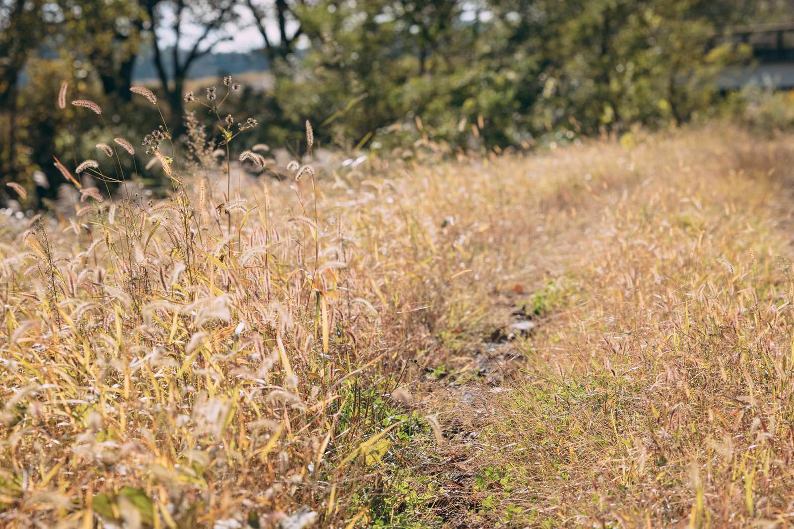 河川敷に一面に広がる茶色く枯れた雑草と背景の木々