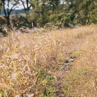 河川敷に広がる冬枯れた雑草の写真