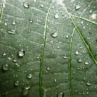 雨に濡れた葉と葉脈の写真