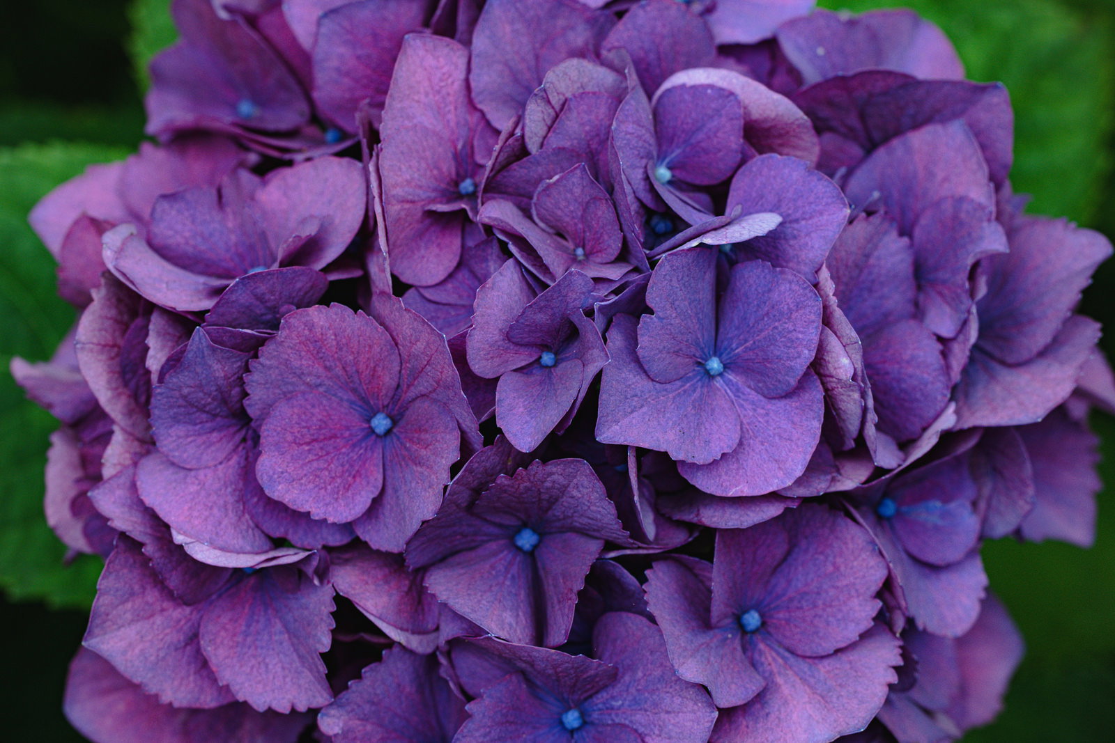 濃い紫色に咲く紫陽花の花のクローズアップ