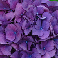 梅雨時期に紫に咲く紫陽花の写真