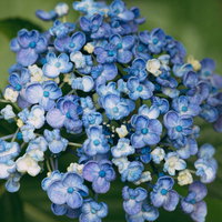 青いウズアジサイの満開の花、梅雨時期の初夏季節の写真