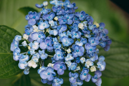 青いウズアジサイの満開の花、梅雨時期の初夏季節
