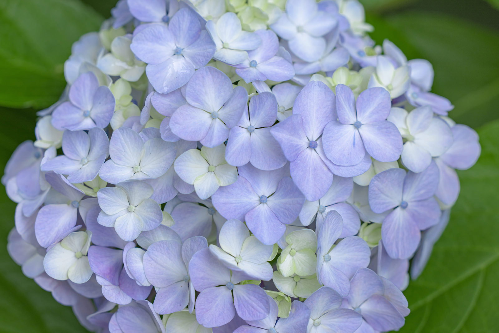 薄紫色の小さな花びらが密集して咲くアジサイのクローズアップ