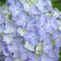 薄紫色の満開アジサイのクローズアップの写真