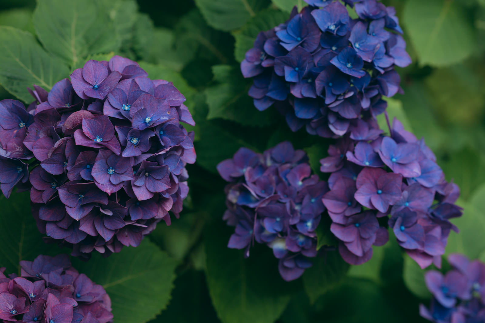 深い紫と青の色合いが美しい紫陽花の花が咲いている様子