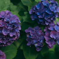 深紫色に咲く紫陽花の満開の花の写真