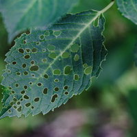 虫に食われて穴が複数空いた葉のクローズアップ観察の写真