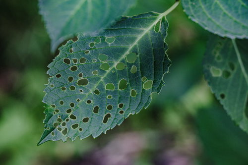 【ブツブツ系注意】虫に食われて穴が複数空いた葉のクローズアップ観察