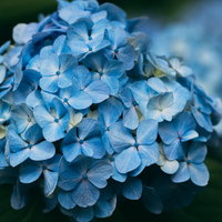 薄水色の紫陽花が満開に咲く梅雨時期の初夏の花の写真