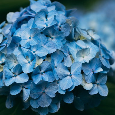 薄水色の紫陽花が満開に咲く梅雨時期の初夏の花の写真