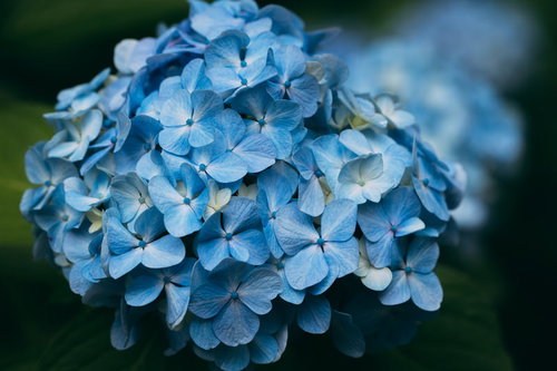 薄水色の紫陽花が満開に咲く梅雨時期の初夏の花