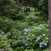 梅雨時期に森の中で咲く紫陽花の写真