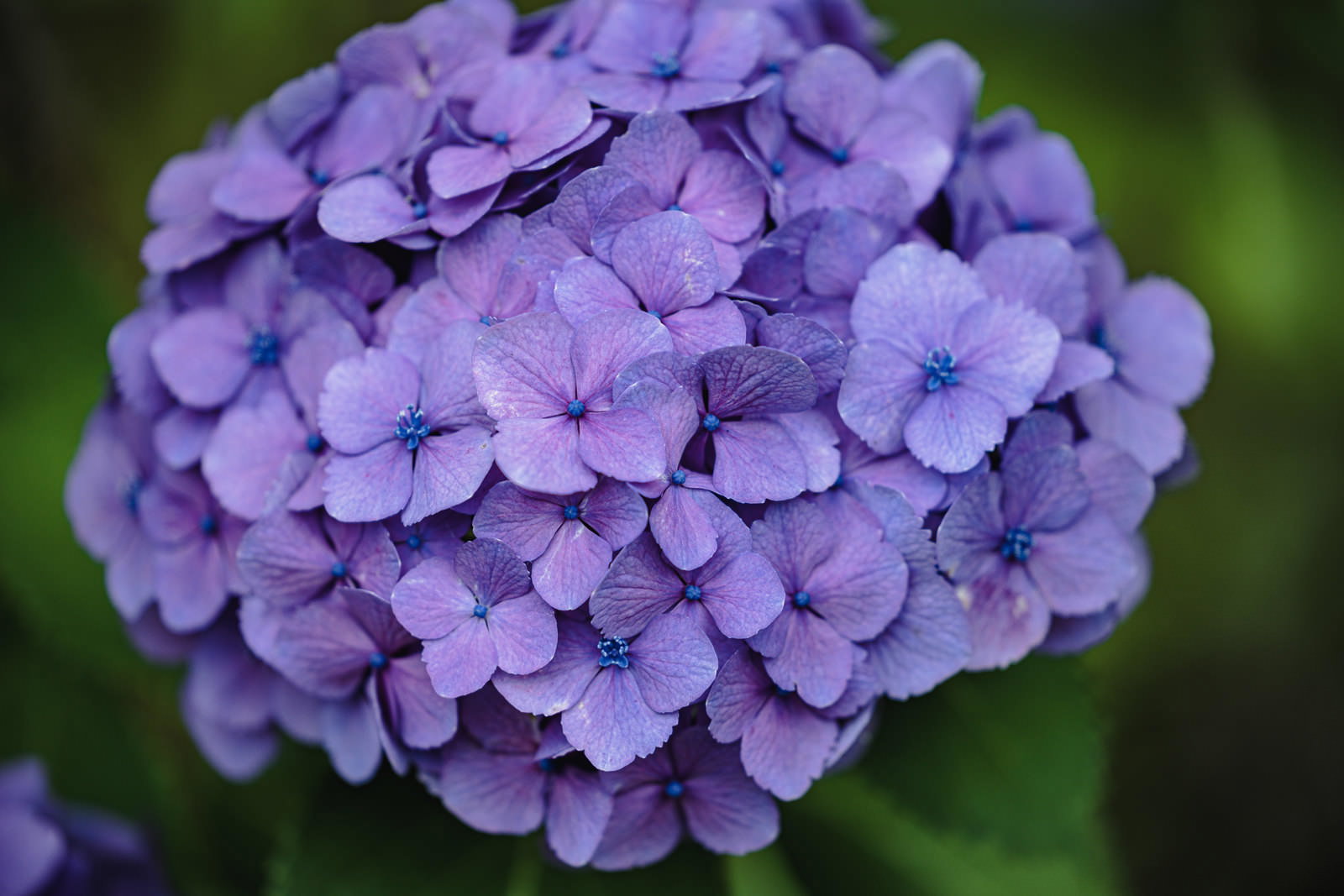 梅雨の庭で咲く紫陽花の花房のアップ