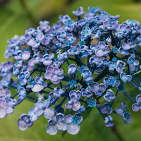 ウズアジサイの青い花が咲く初夏の梅雨時期の写真