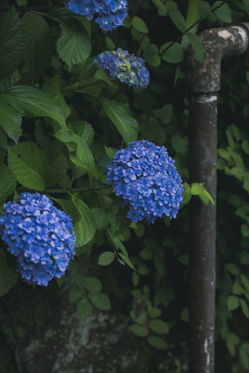古びた鉄パイプと青い紫陽花が咲く梅雨の庭園風景