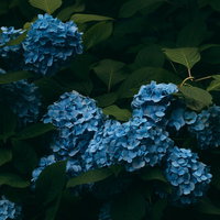 庭先に咲く青紫色の紫陽花、濃い緑の葉に囲まれた球状の花の写真