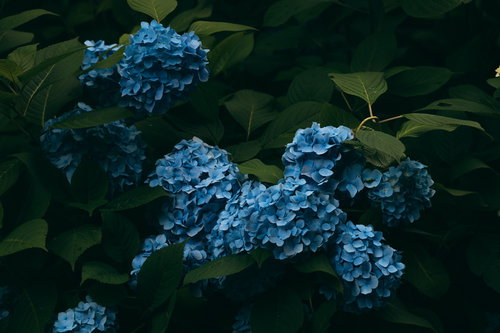 庭先に咲く青紫色の紫陽花、濃い緑の葉に囲まれた球状の花