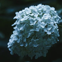 日陰で咲く青い紫陽花と水滴の写真