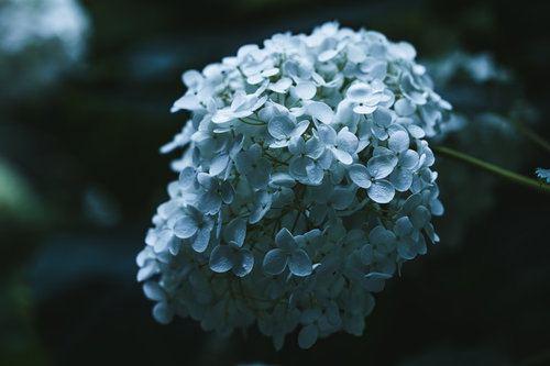 日陰で咲く青い紫陽花と水滴