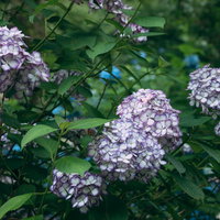 白と紫色の紫陽花が咲く初夏の花、梅雨時期の湿度を表現した花畑の写真