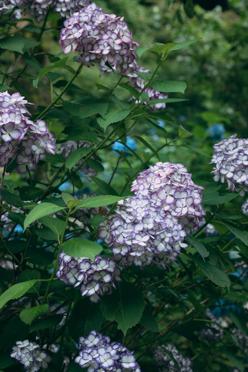 白と紫色の花房をつけた紫陽花が緑の葉とともに咲いている