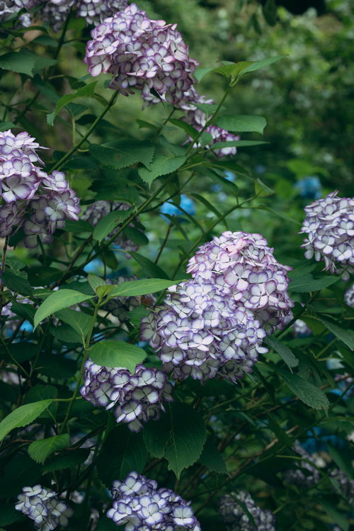 白と紫色の紫陽花が咲く初夏の花、梅雨時期の湿度を表現した花畑