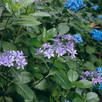 青と紫に咲く八重咲のガクアジサイの花と葉の写真
