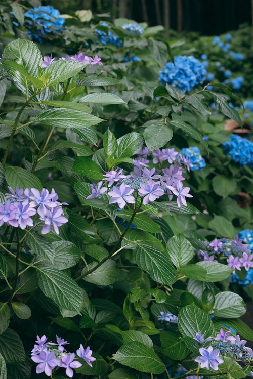 青と紫に咲く八重咲のガクアジサイの花と葉